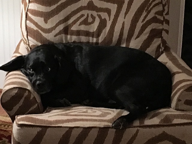 Compré mi primer perro