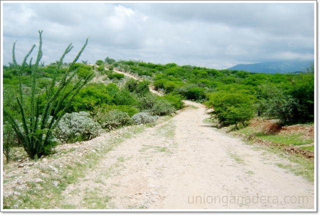 Jefe de sección en caminos rurales