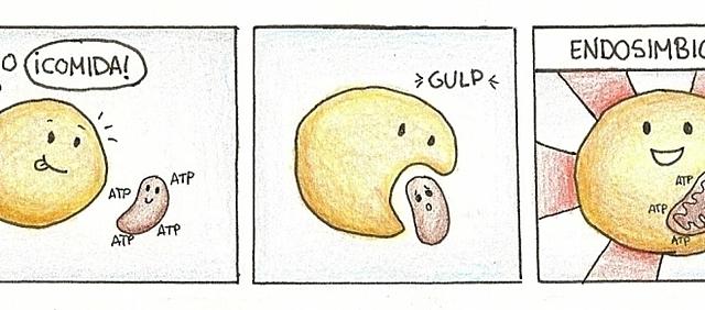 Teoría endosimbiótica