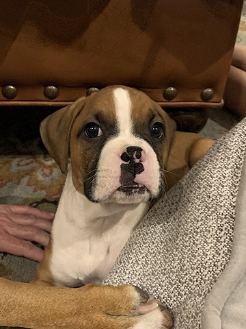 Mi familia recibía una perro