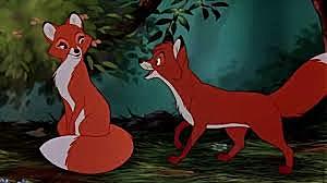 The fox meets another fox.