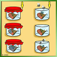 Experimento de Francesco Redi ( Generación espontánea)