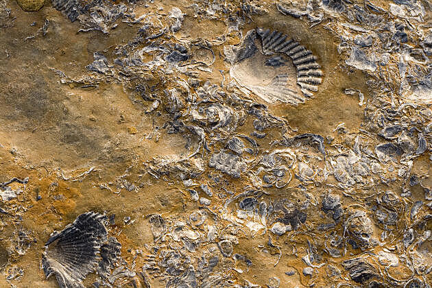 William Smith: bioestratigrafía.