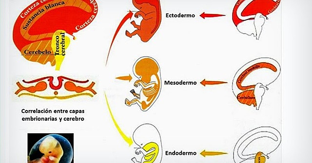 Tercera semana del desarrollo fetal