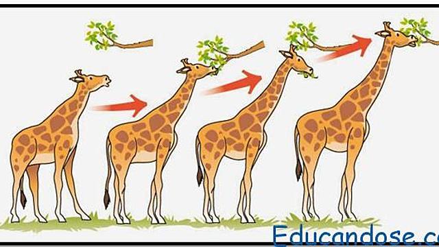 Jean Baptiste de Lamarck: caracteres adquiridos.