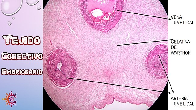 Tejido conectivo embrionario