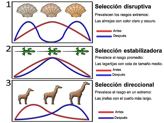 Selección disruptiva