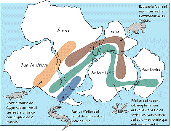 Alfred Wegener :La deriva continental.