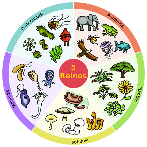 Clasificación de los Seres Vivos