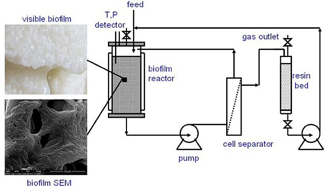 Creación del primer biorreactor