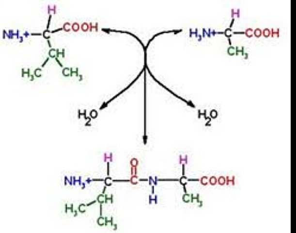 1902- se demuestra la existencia del polipéptido