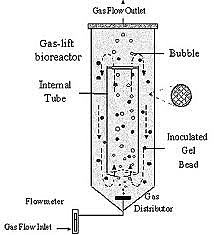 Bioreactor “Air lift”