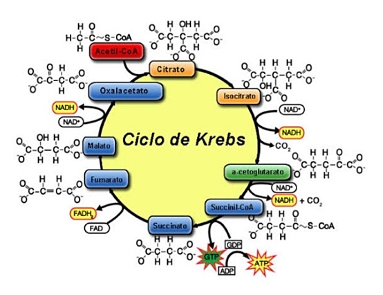 1937- el ciclo de Krebs