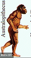 Australopithecus