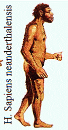 Homo neanderthalensis