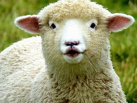 Clonación del primer mamífero.