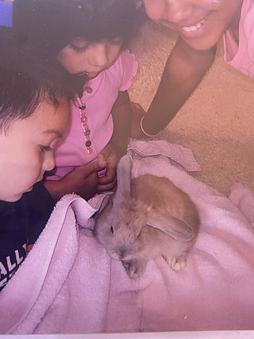 recibí un conejo por mi cumpleaños