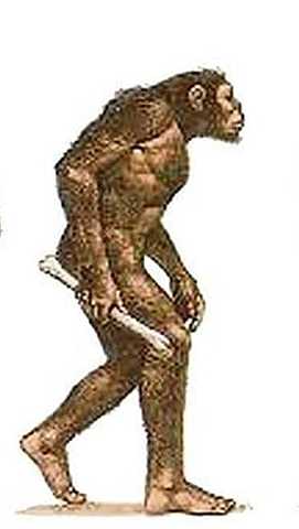 Homo habilis