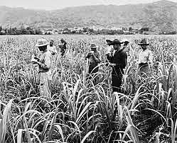 Revolución industrial en México: la agricultura