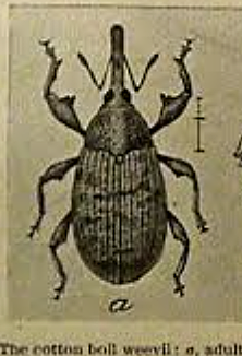 boll weevil