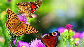 Timeline: Экологический календарь