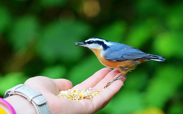 1 апреля Международный день птиц