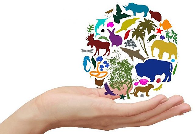 29 декабря - Международный день биологического разнообразия