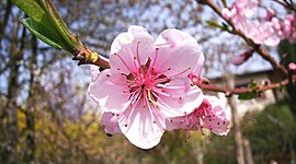 Timeline: primavera