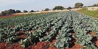 Sorgida de l'agrcultura