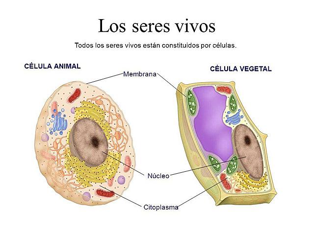 Matthias Scheiden y Theodor Schwann