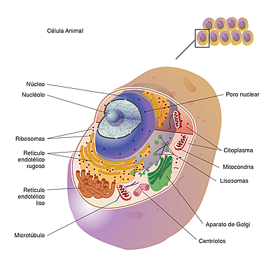 Timeline: Línea del tiempo (Teorías origen de la vida)