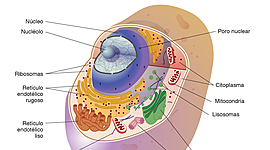 Timeline: Línea del tiempo (Teorías origen de la vida)
