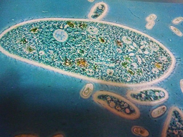 Primeres formes de vida