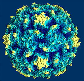 Último caso de PV silvestre tipo 2 registrado en México