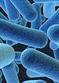 Organismes unicel·lulars