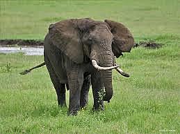 aparició dels mamífers