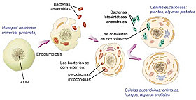 Teoría endosimbiótica. (Lynn Margulis)