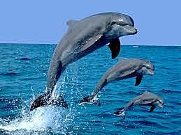 Aparicions de mamífers