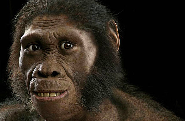 AUSTRALOPITHECUS.