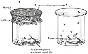 Teoría de la generación espontánea