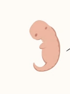 first trimester (weeks 1-12)