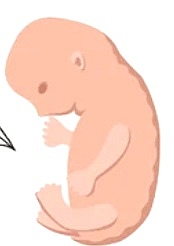 second trimester (weeks 13-28