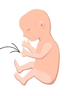 third trimester (weeks 29-40