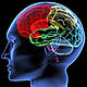Brain