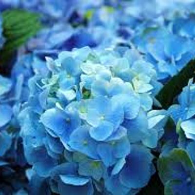 Timeline: History Of Floral Design