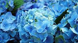 Timeline: History Of Floral Design