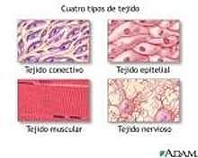 Nivel de sistema Tejido