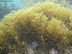 Widespread marine algae