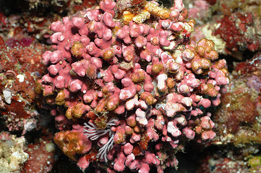 WIDESPREAD MARINE ALGAE