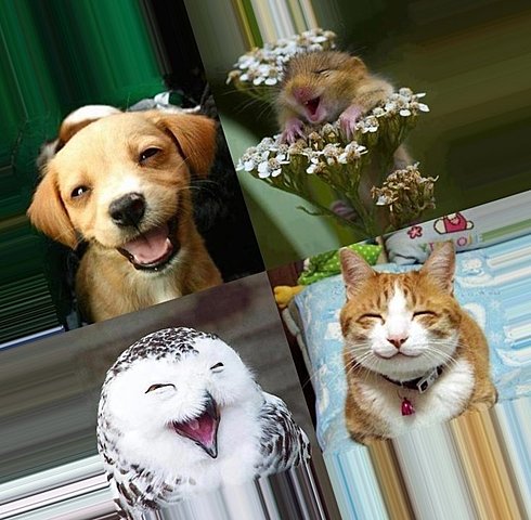 4 октября ,Международный день защиты животных